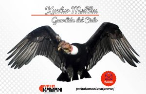Kuntur Mallku, Guardián del Cielo | Boletín